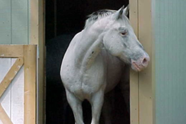 Slamming the door before the horse bolts